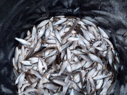 Empoissonnement étang des vernes