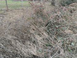 entretien etang des vernes