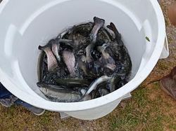 EPOISSONNEMENT TRUITES