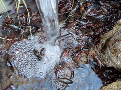 Invasion d'écrevisses