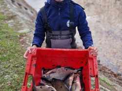 Pêche électrique canal Roanne à Digoin