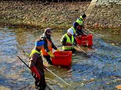 Pêche électrique canal Roanne à Digoin