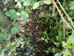 Réparation étang batardeau